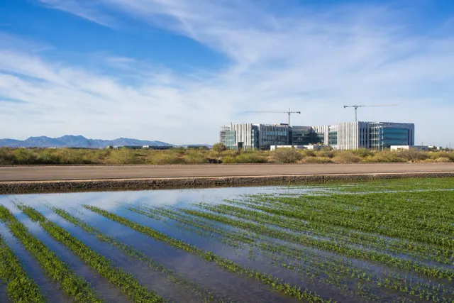 Flood-irrigated alfalfa field across a section road from a new tech campus building and construction cranes