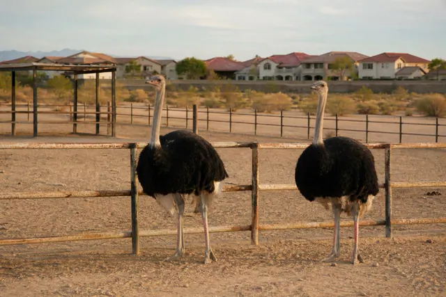 Two ostriches at a pipe-rail fence on a remnant ranch lot with new tile roofs in the distance