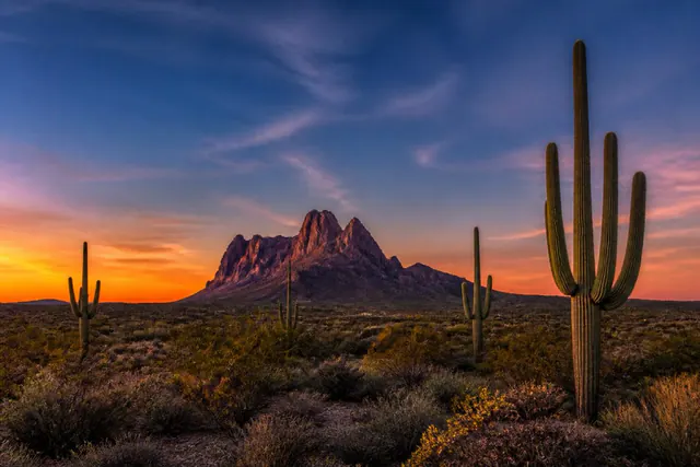 Saguaro silhouettes on a creosote flat at sunset with Picacho Peak on the horizon