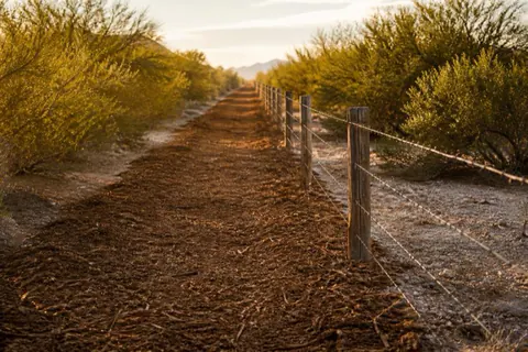 Dead-straight mulched swath opening an old ranch fence line, its barbed wire visible once more between mesquite walls in low evening light
