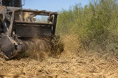 Drum mulcher tearing into a wall of mesquite, wood chips arcing golden through harsh Arizona light