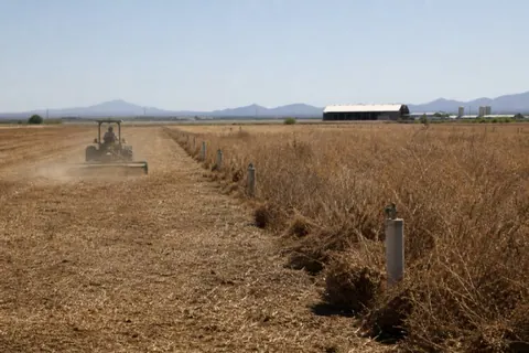 Farm tractor shredding shoulder-high dried weeds off a once laser-leveled field, reclaimed ground lying flat behind it and concrete standpipes marking the border